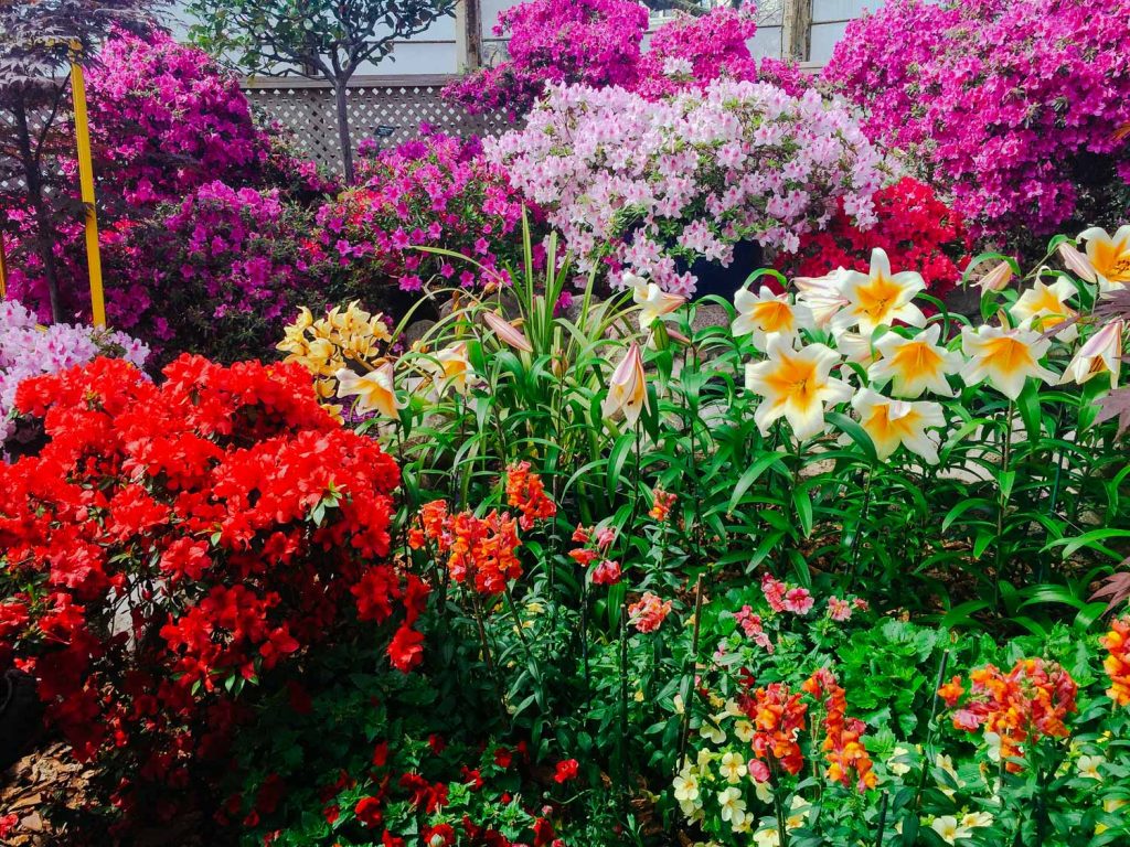 Blossoming flowers in Lincoln Park's Conservatory