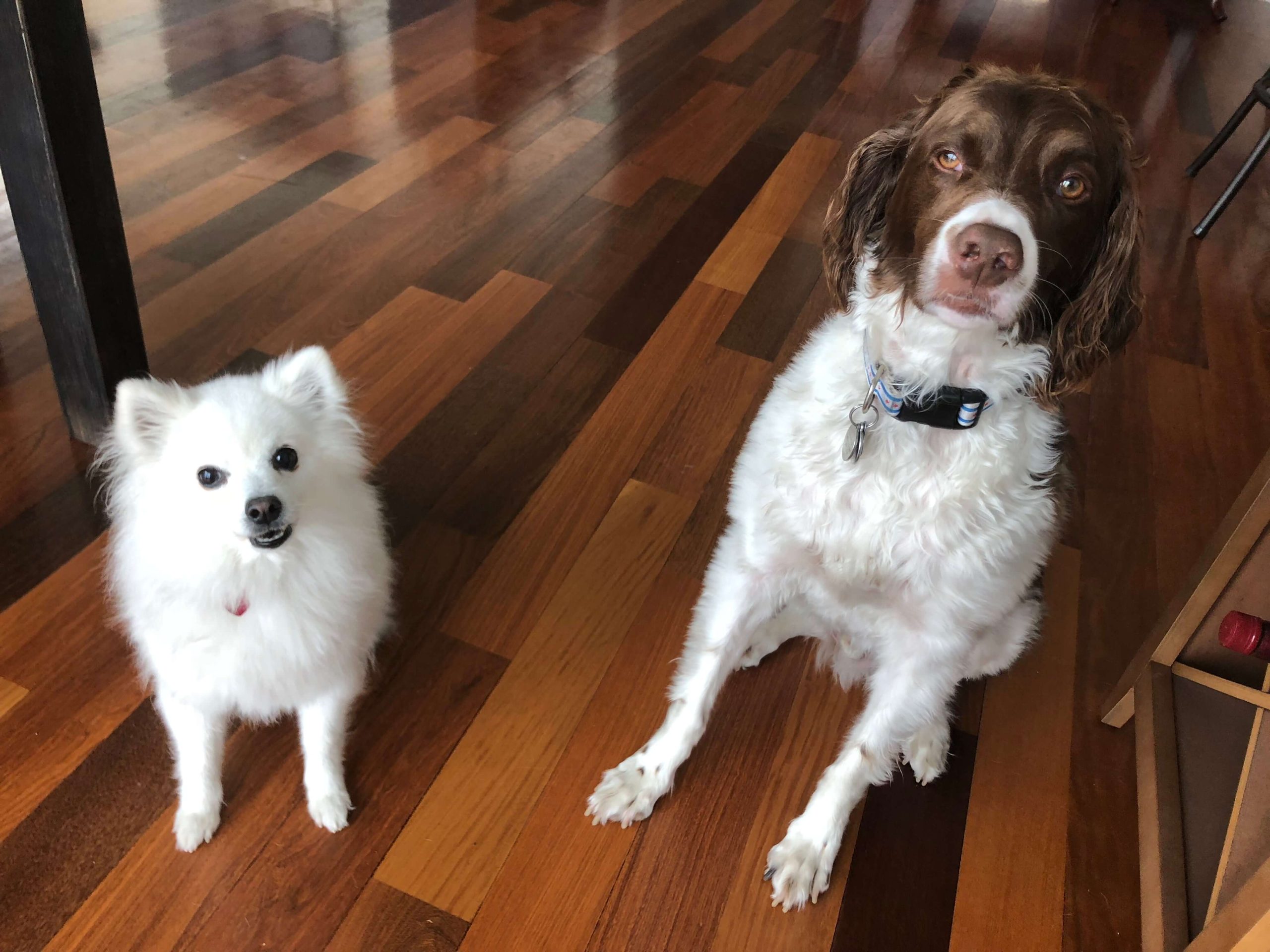 Chloe and Charley