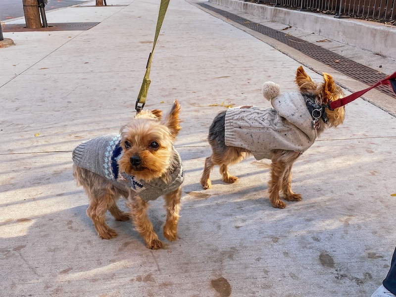 Two Yorkies in Chicago's Streeterville neighborhood